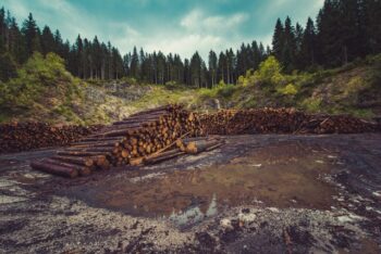 Deforestation interpreters and translators 