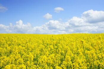 Biofuel Industry Interpreters