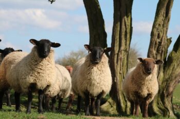 Farming & livestock interpreters and translators 